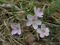 Spring Beauty2
